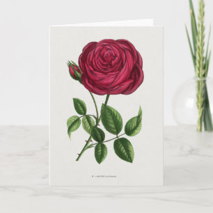 Tarjeta Litografía de rosa antigua, François-Frédéric Grob
