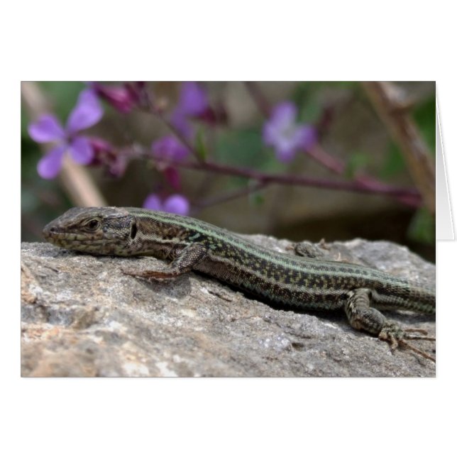Tarjeta Lizard (Anverso (Horizontal))