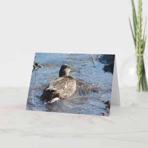 Tarjeta Llama a Duck Hen jugando en campo inundado