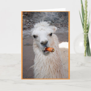 Tarjeta Llama comiendo zanahoria.