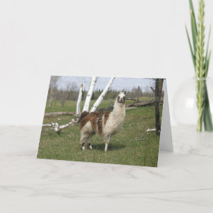 TARJETA LLAMA DIARIA