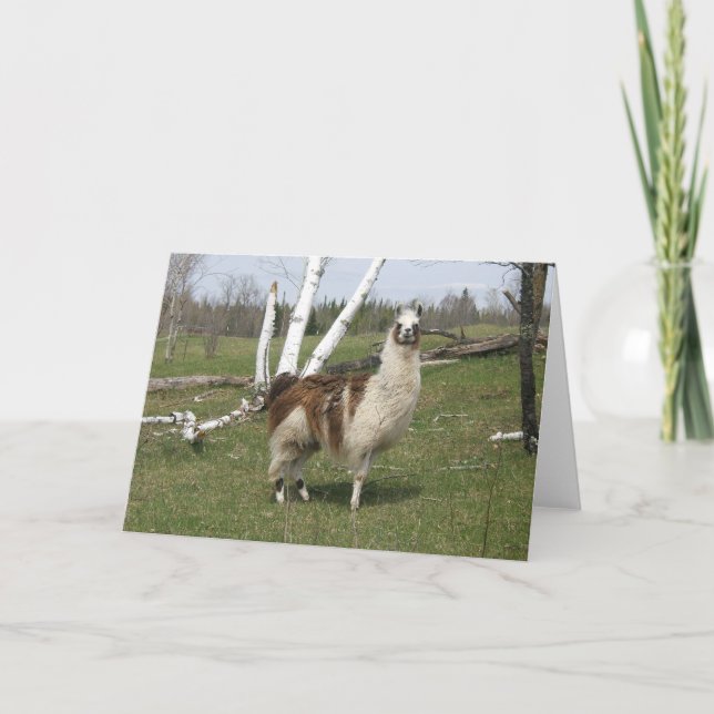 TARJETA LLAMA DIARIA (Anverso)
