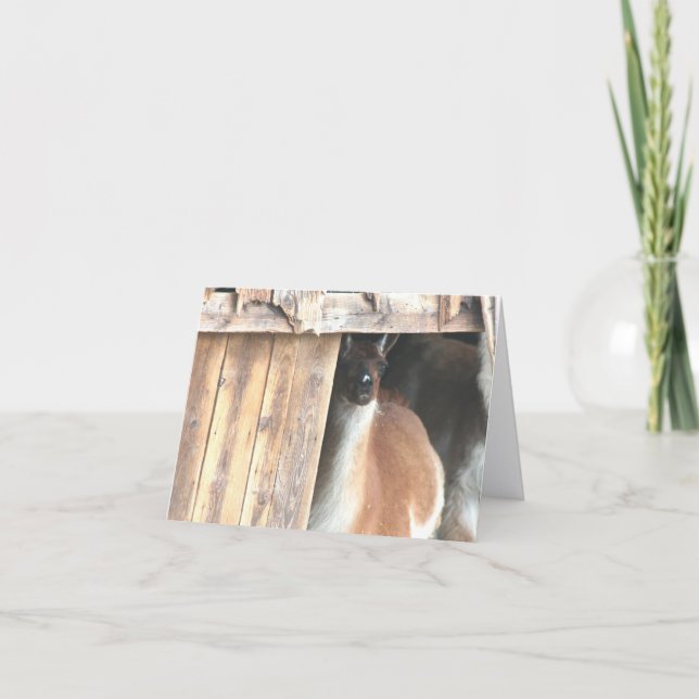 Tarjeta Llama In Barn Farm Animal Personalized Note (Anverso)