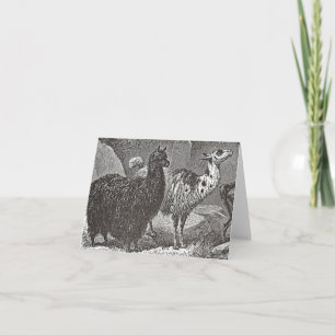 Tarjeta Llama negra y blanca: Alpaca y arte animal