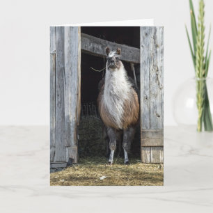 Tarjeta Llama, saludo al día
