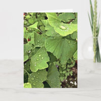 Lluvia en Gingko