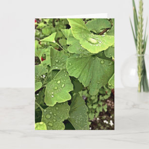 Tarjeta Lluvia en Gingko