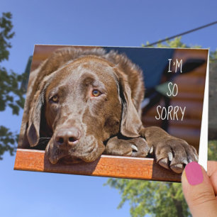Tarjeta Lo siento Labrador Retriever Cumpleaños atrasado