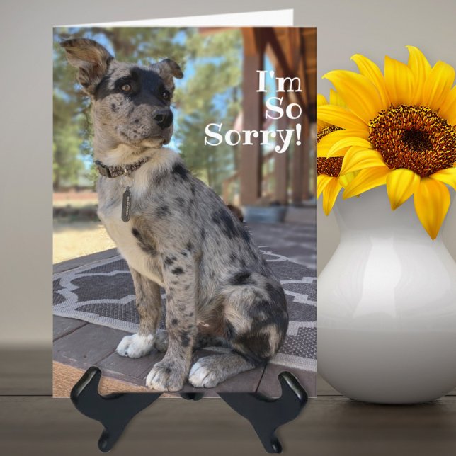 Tarjeta Lo siento ternera Brindle perro cumpleaños atrasad (Subido por el creador)