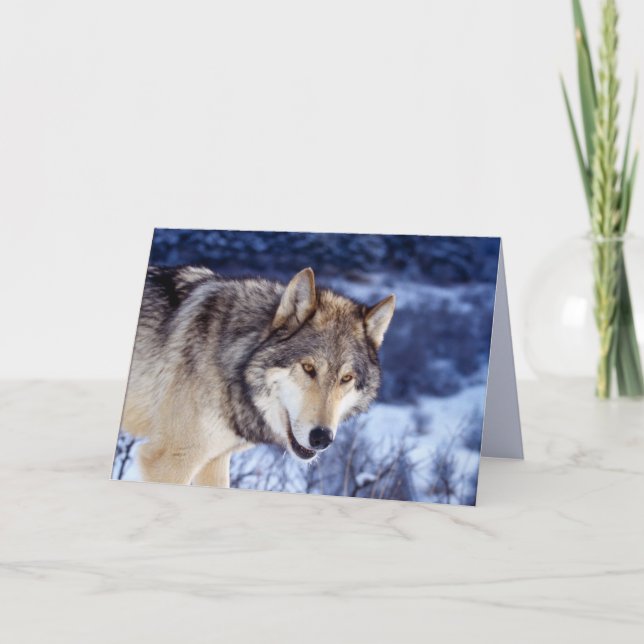 Tarjeta Lobo de invierno 2 (Anverso)