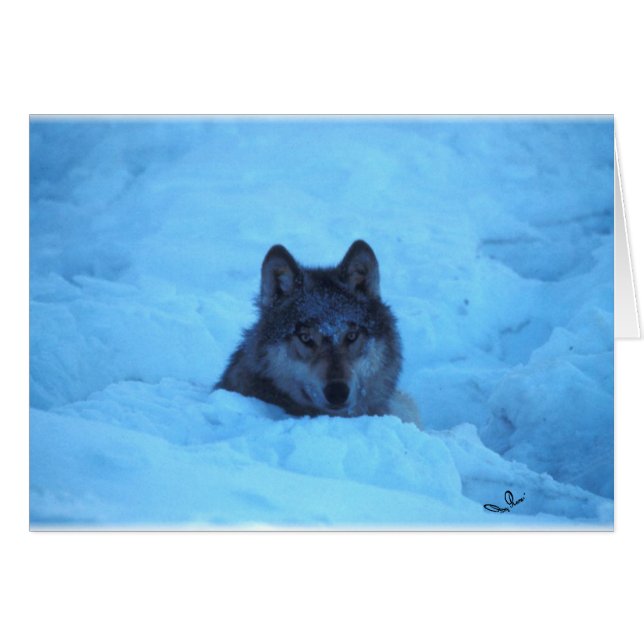 Tarjeta Lobo de Madera de Nieve Azul (Anverso (Horizontal))