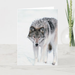 Tarjeta Lobo de vagabundeo