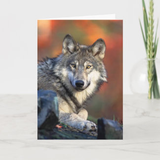 Tarjeta Lobo gris
