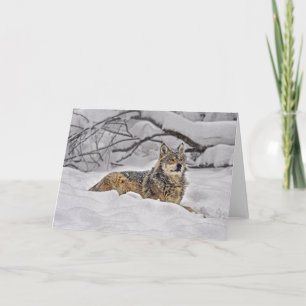 Tarjeta Lobo gris americano