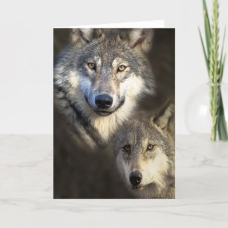 Tarjeta Lobos