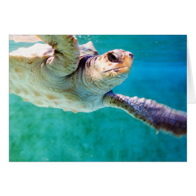 Tarjeta Loggerhead #3 (Anverso (Horizontal))