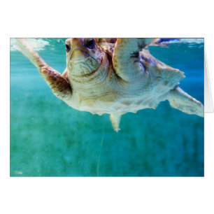 Tarjeta Loggerhead #5