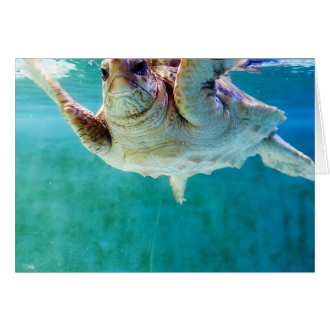 Tarjeta Loggerhead #5 (Anverso (Horizontal))