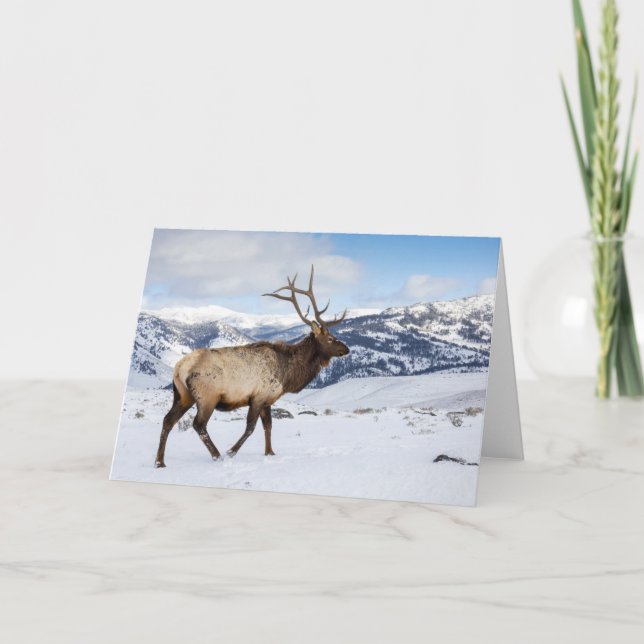 Tarjeta Lone Bull Elk | Parque nacional Yellowstone (Anverso)
