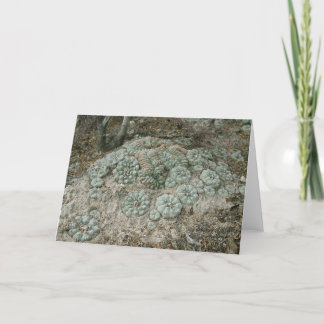 Tarjeta Lophophora williamsii - Peyote