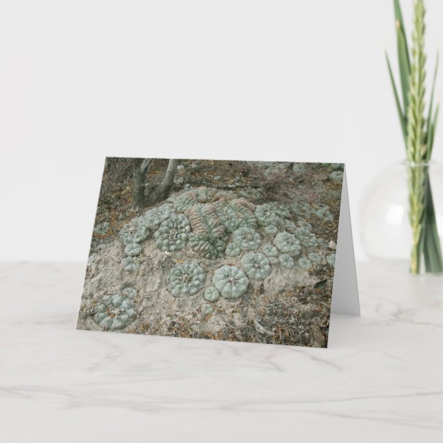 Tarjeta Lophophora williamsii - Peyote (Anverso)