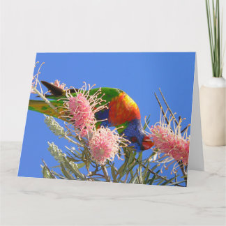Tarjeta Lorikeet Arcoíris Colorido Comiendo Néctar