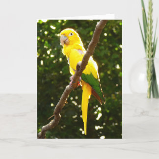 Tarjeta Loro amarillo