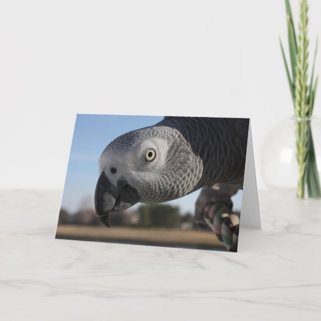 Tarjeta Loro curioso del gris africano de Congo (Anverso)