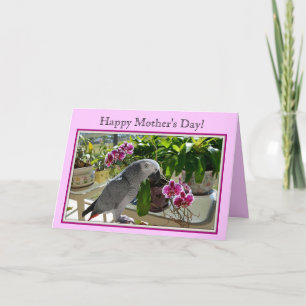 Tarjeta Loro del gris africano con las orquídeas