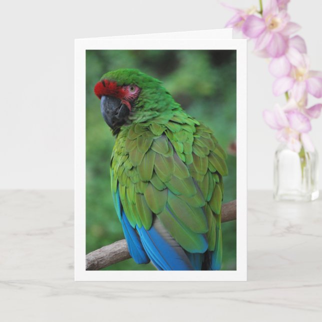 Tarjeta Loro verde rojo y azul (Orquídea)