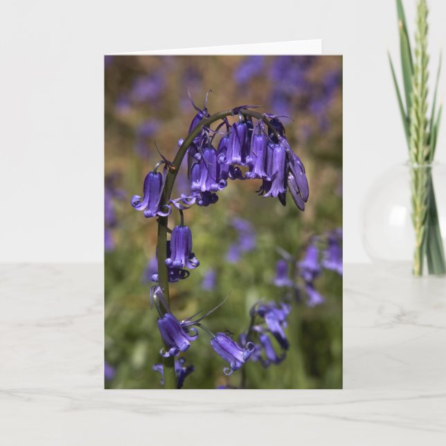 Tarjeta Los Bluebells cardan por el cARTerART (Anverso)