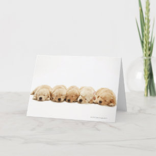 Tarjeta Los cachorros del recuperador dorado