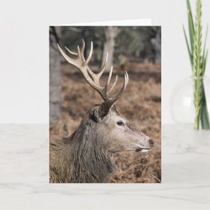 Tarjeta Los ciervos del Rey de Richmond Park, Londres, Rei