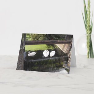 Tarjeta Los cisnes blancos en la Weir