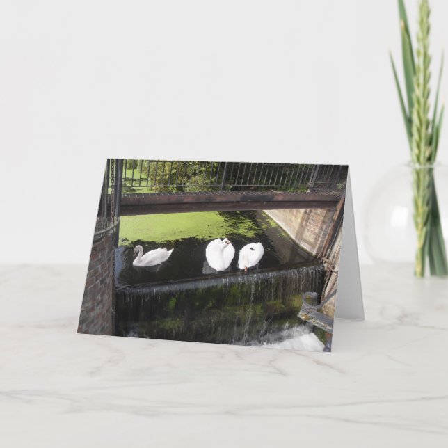 Tarjeta Los cisnes blancos en la Weir (Anverso)