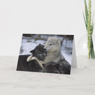 Tarjeta Los E.E.U.U., Montana, lobos que juegan en nieve