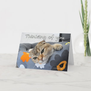 Tarjeta Los escoceses lindos doblan el gato que piensa en