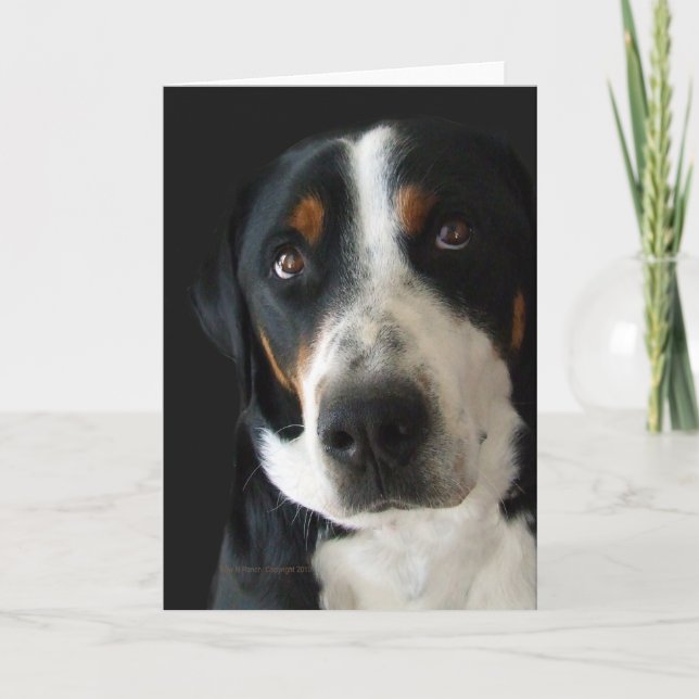 Tarjeta Los ojos tristes de los perros de las montañas sui (Anverso)