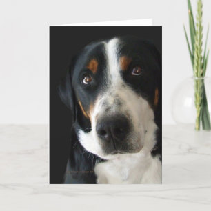 Tarjeta Los ojos tristes de los perros de las montañas sui