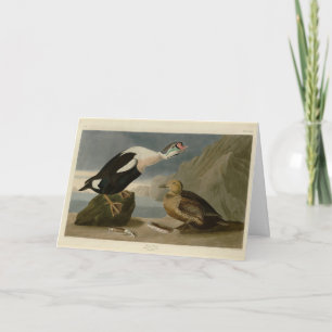 Tarjeta Los pájaros de América del Rey Pato (Rey Eider) Au
