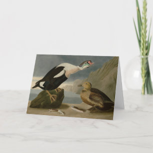 Tarjeta Los pájaros de América del Rey Pato (Rey Eider) Au