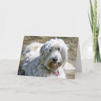 Tarjeta Los perros comprensivos ayudan a aliviar el dolor