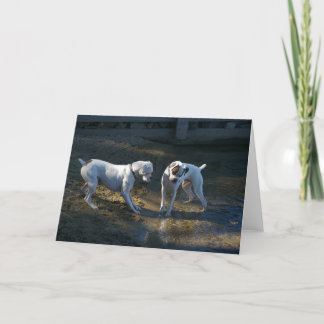 Tarjeta Los Perros Conocen Su Primera Ola
