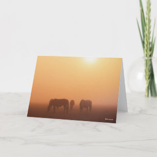 Tarjeta Los Ponis Caspios Se Enfurecen En El Amanecer