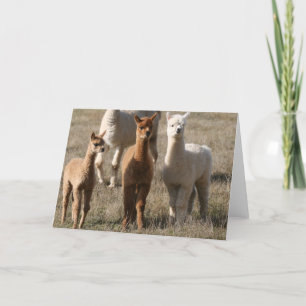 Tarjeta Los tres amigos, Alpaca-Estilo