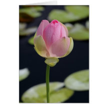 Tarjeta Lotus rosa