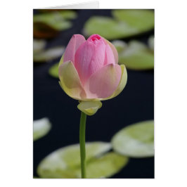 Tarjeta Lotus rosa