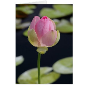 Tarjeta Lotus rosa