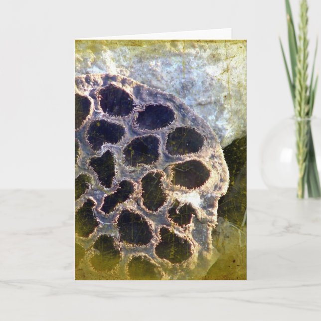 Tarjeta Lotus Seed Pod (Anverso)
