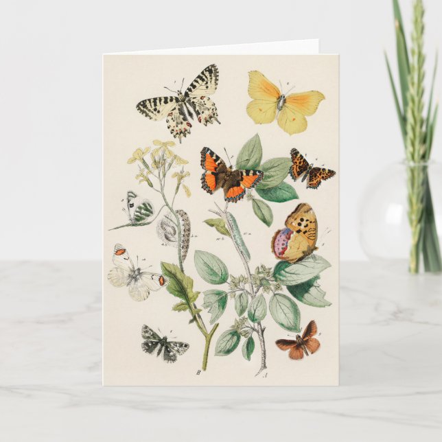 Tarjeta Lovely vintage illustration of butterflies (Anverso)